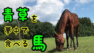 青草を夢中で食べる馬【少しASMR】