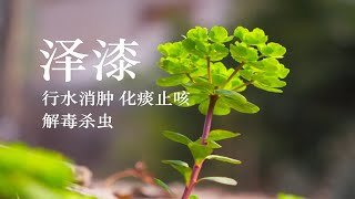 【泽漆】千万别碰里面的白浆！