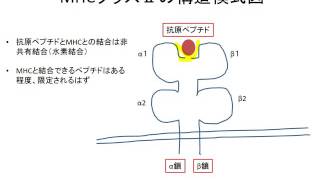 MHCの多型性