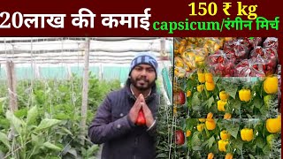 20 लाख कमाता है रंगीन शिमला मिर्च से // coloured shimla mirch, earn 20 lakh by capsicum vegetable