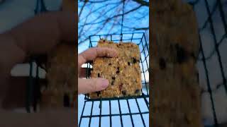 Feeding the bird..homemade suet!!