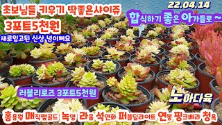 노아다육1탄/착한국민다육 3포트5천원/홍용월.러블리로즈.매직쨈골드.콩난.팬덴스.퍼플딜라이트/택배010 9884 1044