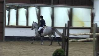 SOLD Bokito Saint-Benoit 5yr old grey stallion Darco bloodlines