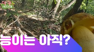 덕골세자매)여기는 능이가 아직?