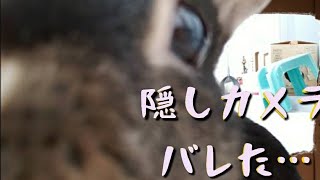 隠しカメラ設置！うさぎ