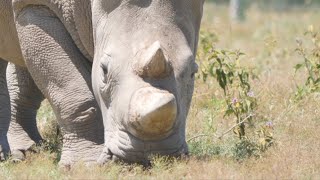 🌍 Northern White Rhino Najin | Kenya | Kifaru | キタシロサイ ナジン