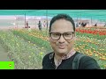 বাংলাদেশে টিউলিপ চাষ করার পদ্ধতি ।। tulip cultivation tips