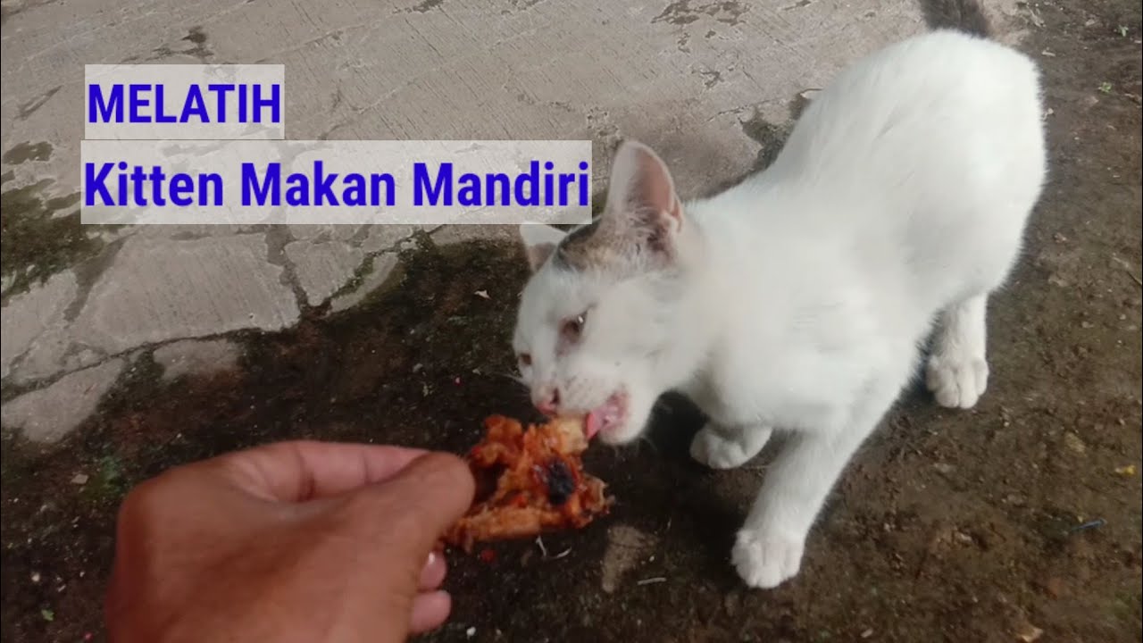 Melatih Cute Kitten Belajar Makan Sendiri Youtube