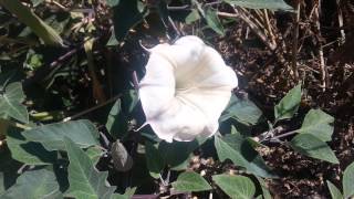 Datura - moonflower