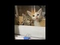 funny animal videos funniest cats compilation 2025 try not to laugh 😺 funny cats videos 4