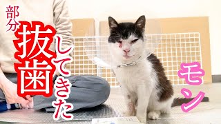 部分抜歯してきたモンちゃん。痛いけど食欲が爆発しました【猫の抜歯費用について】