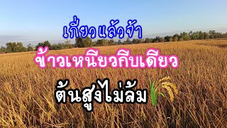 เกี่ยวแล้วจ้า🌾ข้าวเหนียวต้นสูงไม่ล้ม🌾พันธุ์กีบเดียว