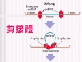 高中生物【教學視訊】焦點 221 轉錄後的處理：