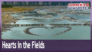 Water engineers draw hearts in paddy fields of Taitung