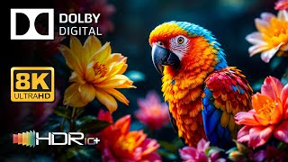 Beautiful Animals in STUNNING 8K HDR | Extreme Colors 2025