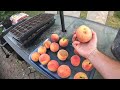 perfect backyard peaches when to pick u0026 problems