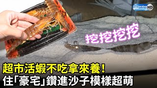 超市活蝦不吃拿來養！　住「豪宅」鑽進沙子模樣超萌｜@noringo｜中時新聞網