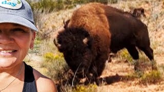 Bison Attacks Woman at Texas State Park