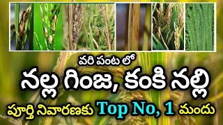 🌾 వరిలో నల్లగింజ, కంకి నల్లి నివారణ మందులు | Panical Mite In Paddy | mites control in paddy🌾