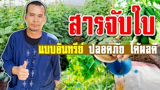 สารจับใบแบบอินทรีย์