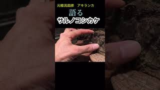 サルノコシカケについて元庭師が語る