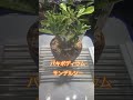 塊根 塊根植物 コーデックス 植物 アデニウム パキポディウム アガベ パキプス