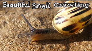 #నత్త #ExoticSnails #Snail #Scrawling #chinnariprapancham