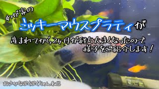 ミッキーマウスプラティが産まれてから2ヶ月経ちました！最近の様子をご紹介します◎【アクアリウム】【熱帯魚】