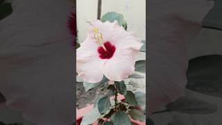 Beautiful hibiscus 🌺 flower please like share and subscribe 😊😊