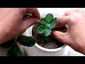 How to get new strawberry plants at home | Gardening Tips and Treats #strawberry