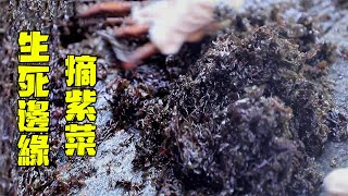 小漁無人荒島摘紫菜，黑漆漆一大片值錢貨，一趟就賺上千塊【漁小仙】