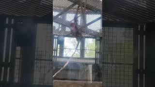 Acrobatic Bornean orangutan