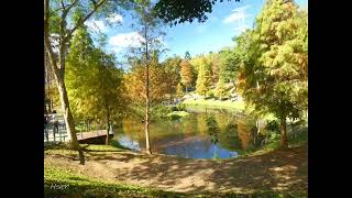 長庚養生村 、落羽松、Taiwan 桃園2022.01.03 縮時攝影Deciduous Cypress，Common Cypress，Swamp Cypress，Southern Cypress