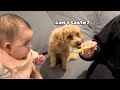 Jealous Toy Poodle Wants To Taste Baby Food