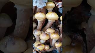 Armillaria mellea #mushrooms #forest #foresttime #forestsounds mushoom grower #mushroomgrowing