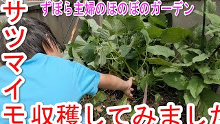 ずぼら主婦の収穫【サツマイモ】