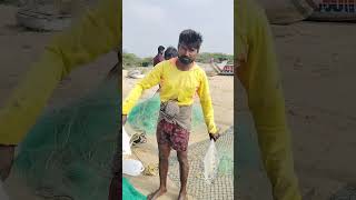 கட்டா ரூ 400. கண்ணாடி பாறை மீன் ரூ550 #thoothukudimeenavarponnu #fishing #sea #fish