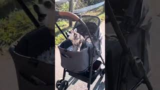 Chihuahua Stroller Zoomies: Adorable Adventure Unleashed!