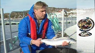 Norway's Salmon Threatened by Pollution and Disease (2002)