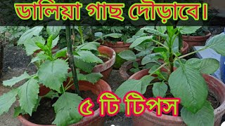 ডালিয়া ফুল গাছের পরিচর্যা।