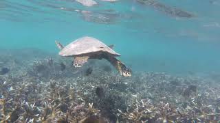 Nager dans le lagon avec une tortue - Ile de La Réunion