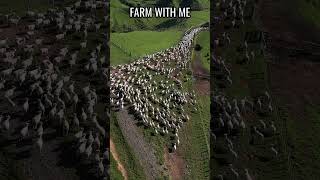 Satisfying Sheep Muster | Into the yards