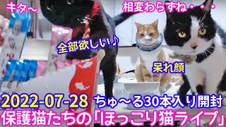 2022ｰ07−28 保護猫たちの「ほっこり猫ライブ」ハッチ＆マック＋黒猫めめ Cat live Stream in Japan -Cat Life TV