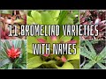 11  BROMELIAD VARIETIES  with NAMES