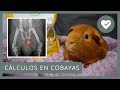 💎 UROLITOS / CÁLCULOS / PIEDRAS EN COBAYAS 🐹 Causas, síntomas, prevención...