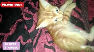 Funny Cat Anak Kucing Lucu Si Utet Gerak Lincah