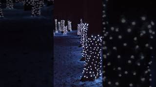 Have you seen this magical forest of lights?  #christmas #holidaylights #yt #ytshorts #fyp