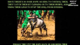 Jallikattu Bull Taming of Tamilnadu India Explained in English