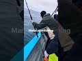 Fishing tuna Madmacs #nomad #bluefintuna #fishing #shots #shot #bluefin