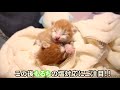 ミルクよりも睡魔が勝つ生後５日の子猫の様子がこちら【保護猫】